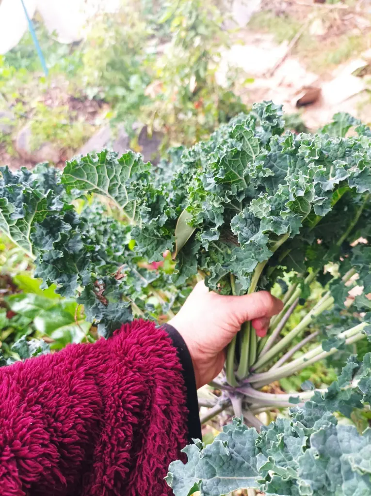 kale3.webp