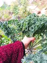 kale3.webp