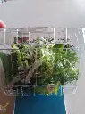 mix-verduras-huertoverde-4.webp
