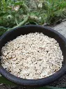 avena-huertoverde-2.webp