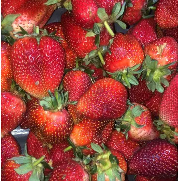 frutillas-organicas a domicilio- huertoverde-0.webp