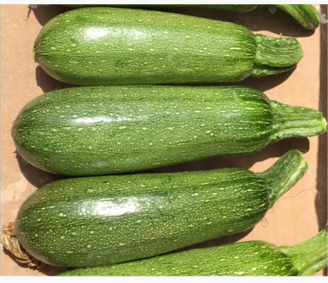 Zapallitos Italianos orgánicos x3-2.webp