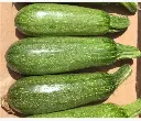 Zapallitos Italianos orgánicos x3-2.webp