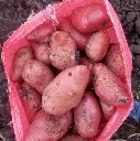 papas.webp