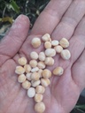 Garbanzo Chileno