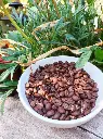 Cafe-especialidad-bolivia-huertoverde-2.webp