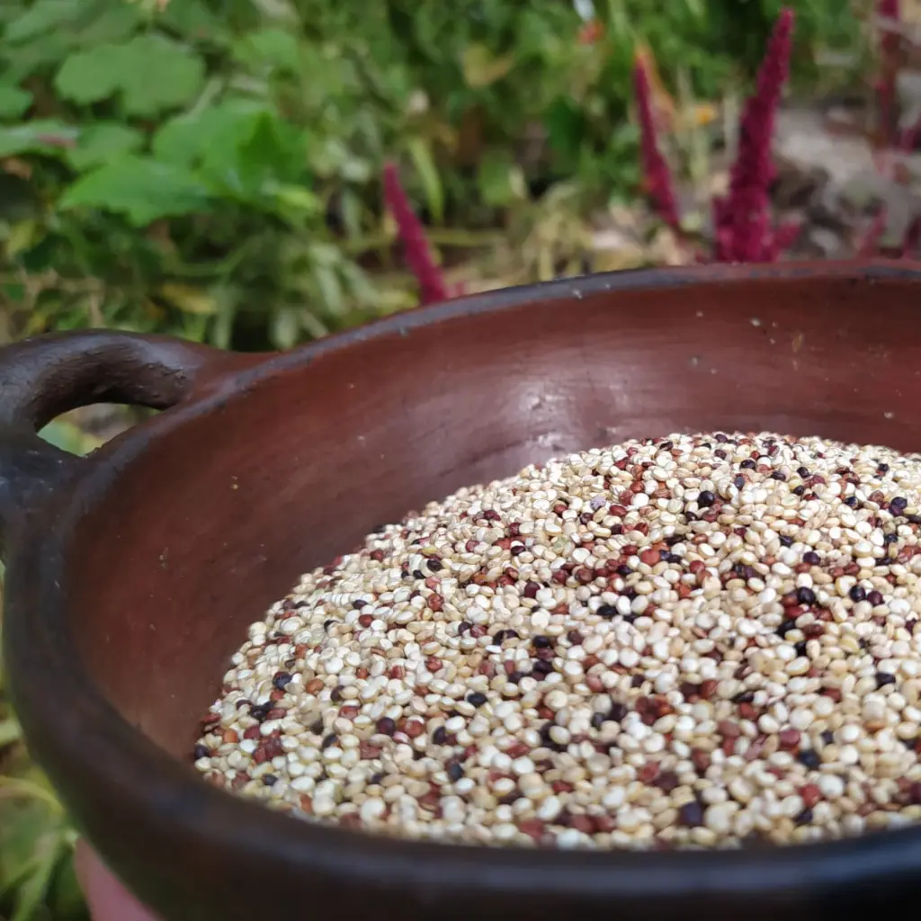 quinoa-real-tri.webp