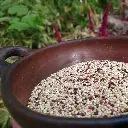 quinoa-real-tri.webp