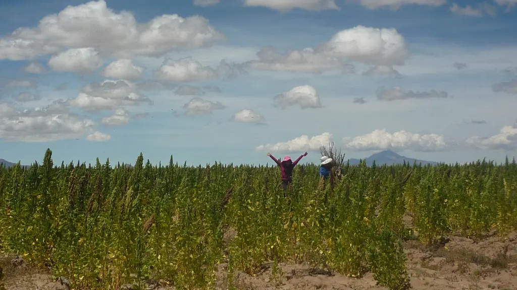 quinoa.webp