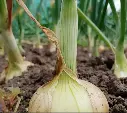 cebolla-mediana-nueva22.webp