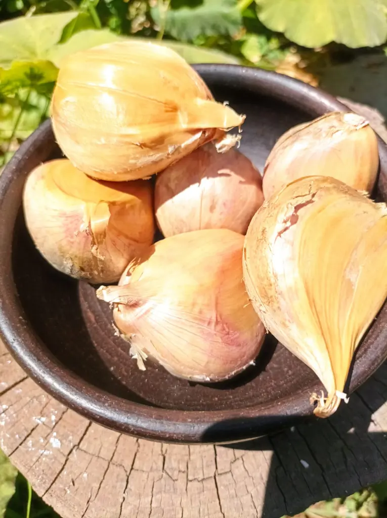 ajo-chilote3.webp