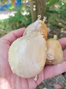 ajo-chilote2.webp