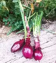 cebollamorada2.webp