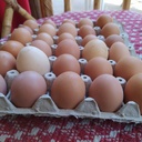 Huevos Agroecologicos