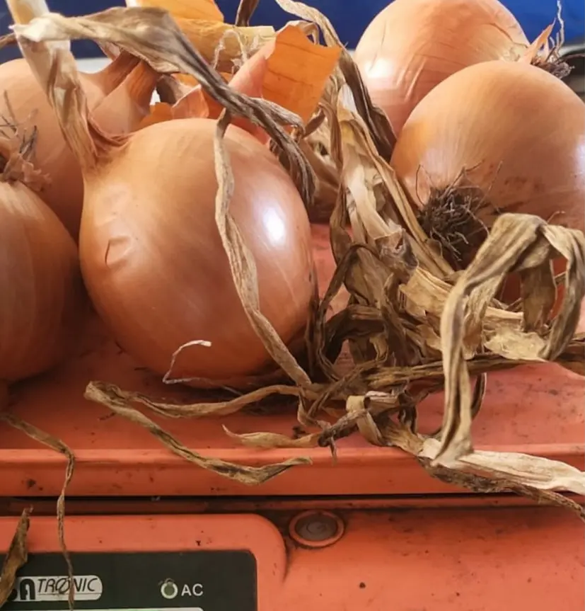 Cebollas-de-guarda-kilo.webp