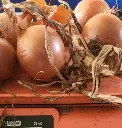 Cebollas-de-guarda-kilo.webp