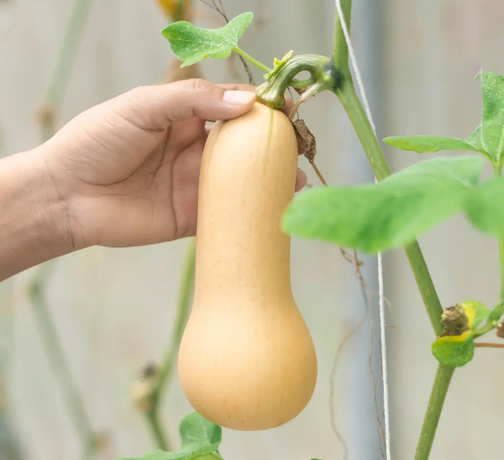 zapallobuterr-organico.webp