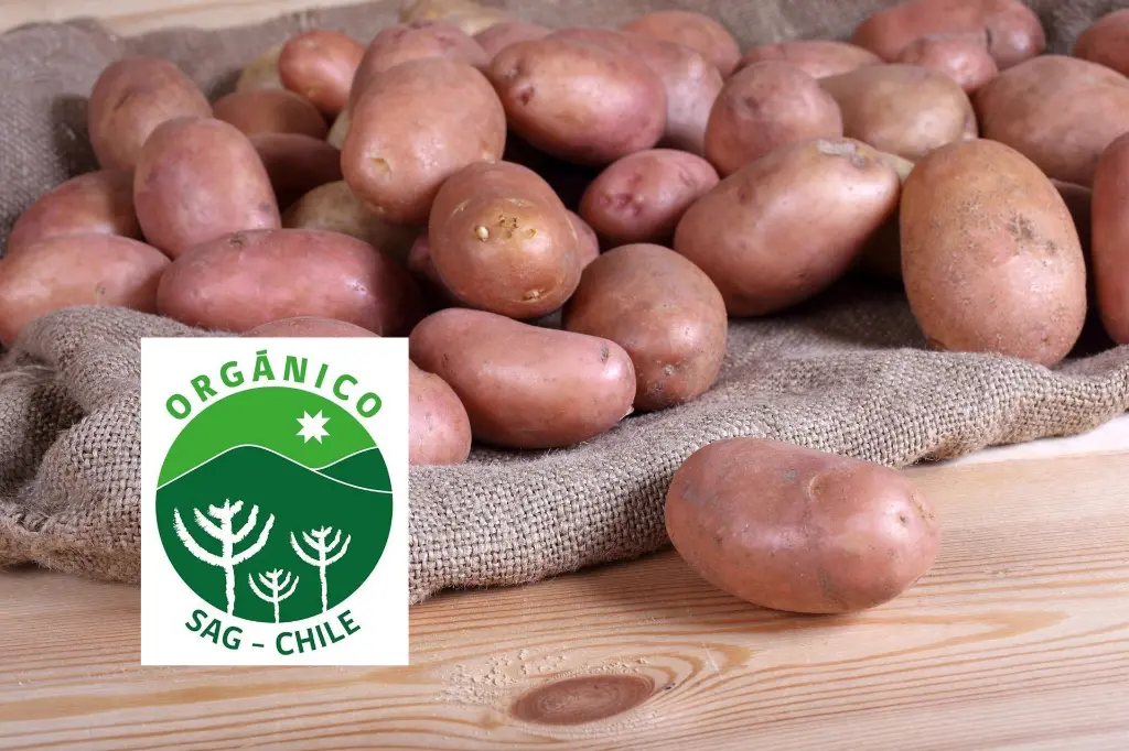 Papas-organicas-oferta.webp