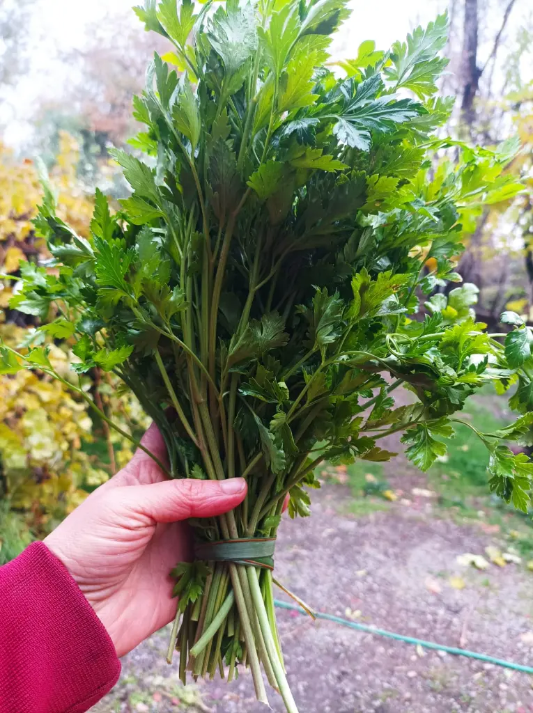 verdurashuertoverde2.webp