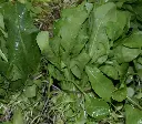 rucula.webp