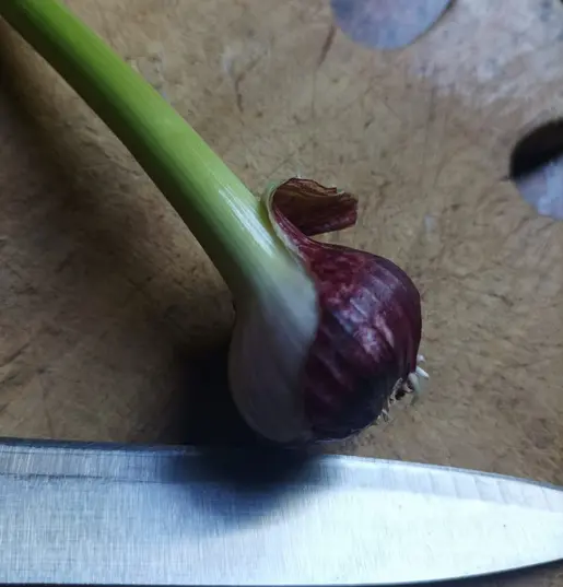 Ajo-nuevo-verduras-organicas a domicilio- huertoverde-3.webp