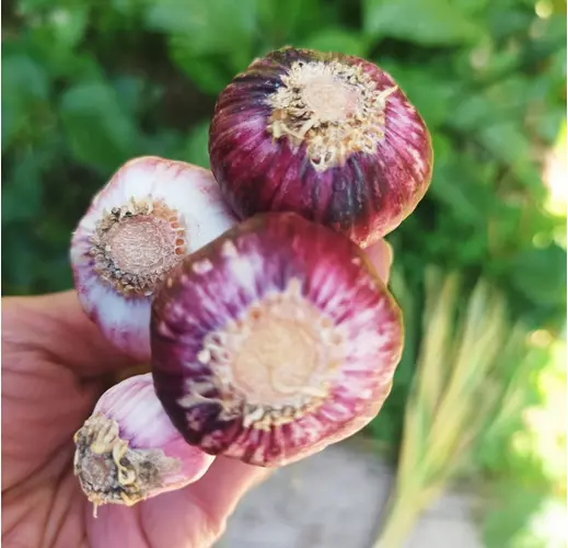 Ajo-nuevo-verduras-organicas a domicilio- huertoverde-2.webp