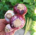 Ajo-nuevo-verduras-organicas a domicilio- huertoverde-2.webp