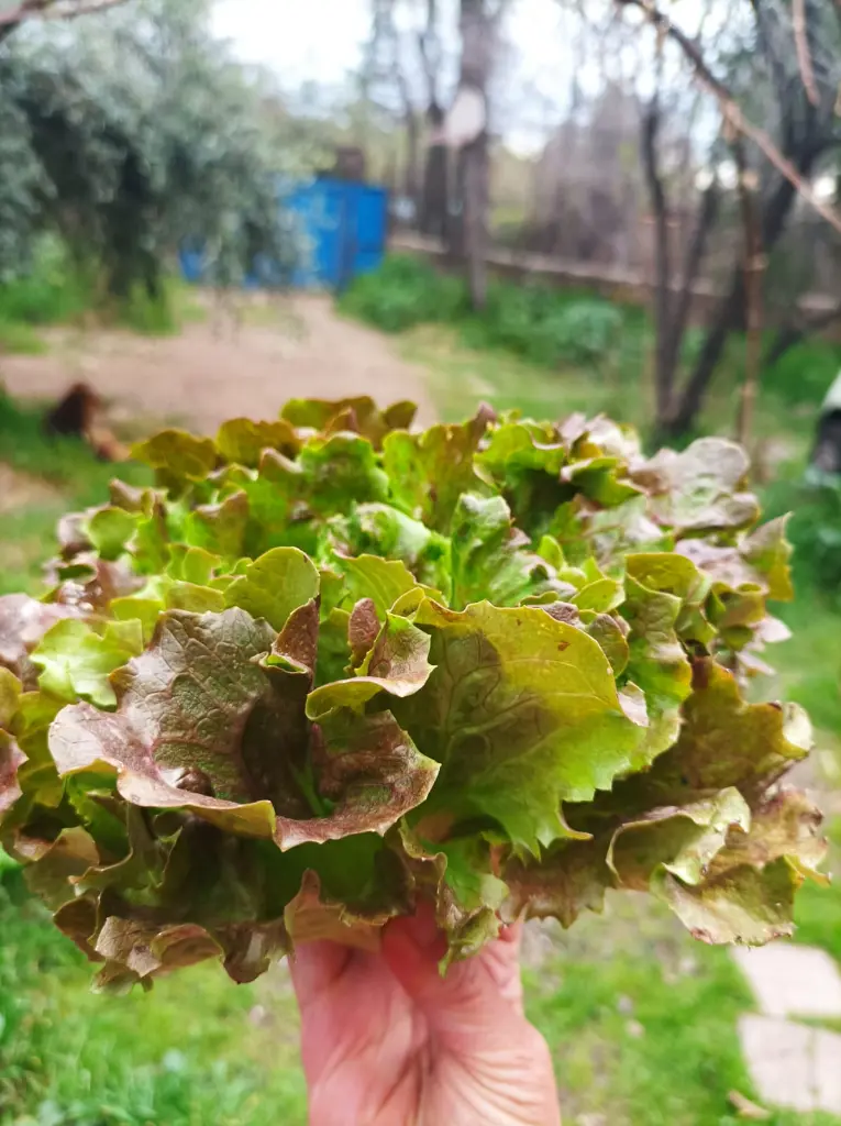lechuga-huertoverde.webp