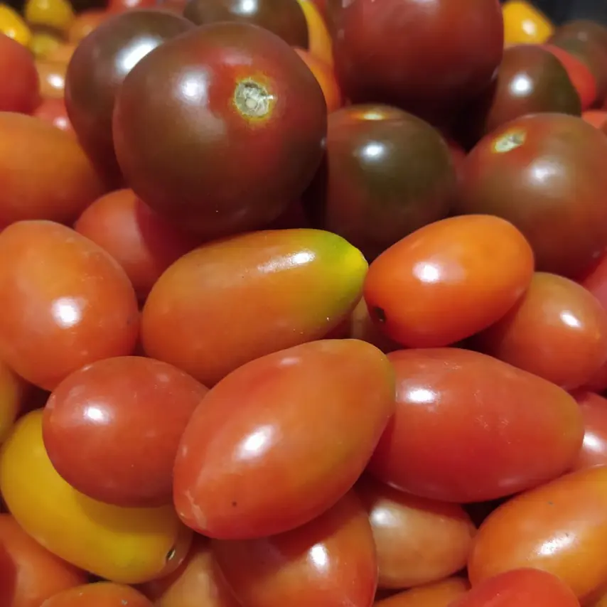 cherryrojo3.webp