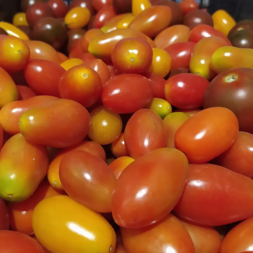 cherryrojo4.webp