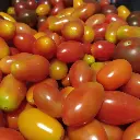 cherryrojo4.webp