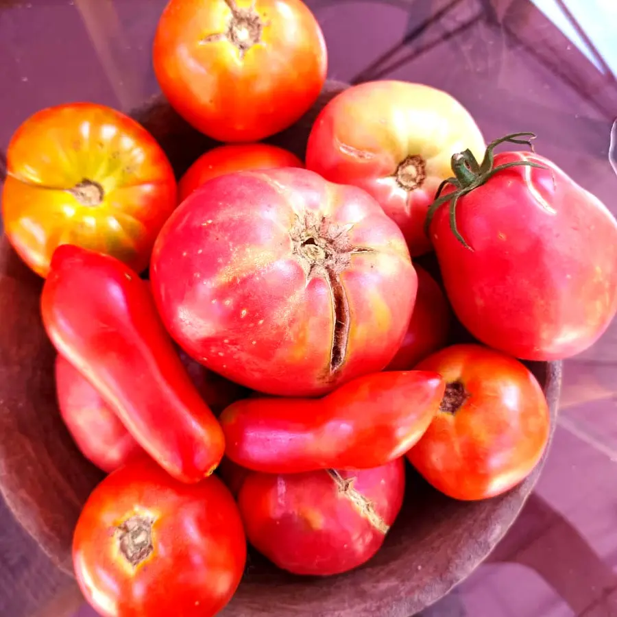 tomate1.webp