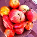 tomate1.webp
