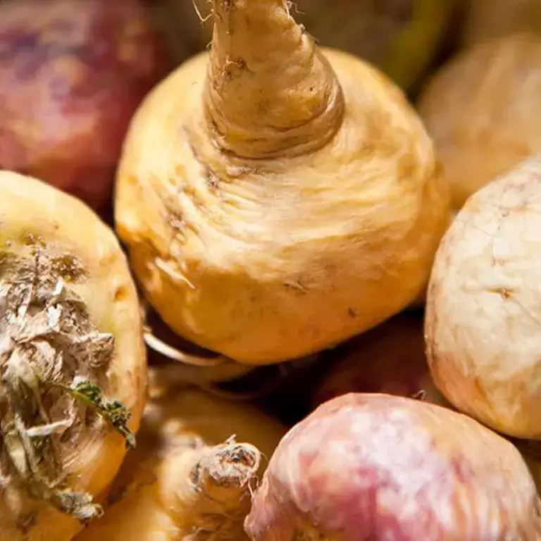 maca-raiz.webp
