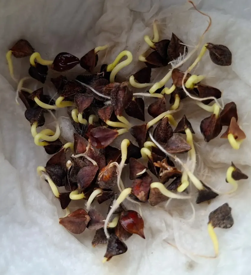 germinados-sarraceno.jpg.webp