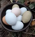 huevos-campo2-huertoverde.webp