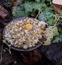 manzanilla-flor-huertoverde2.webp