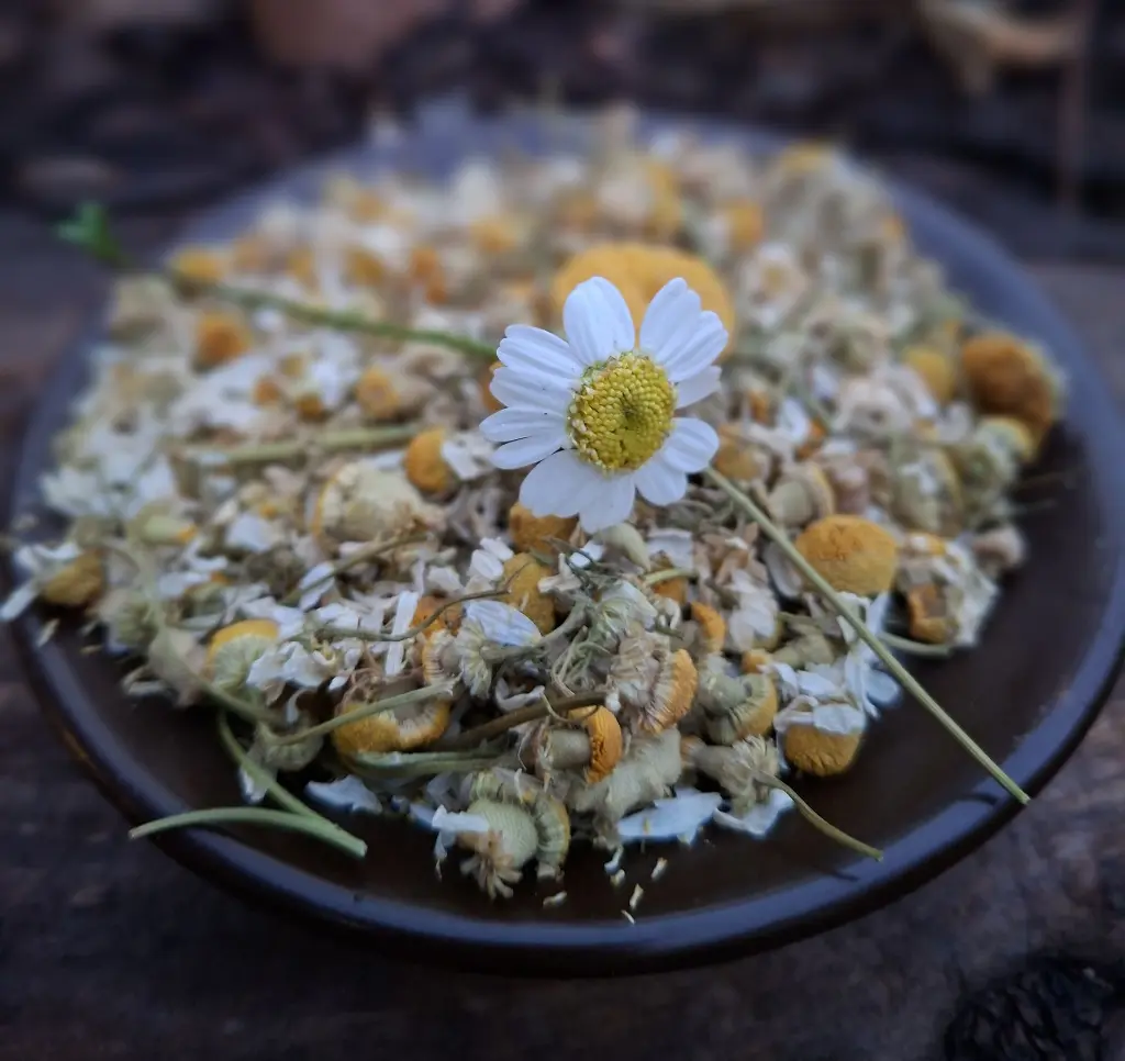 manzanilla-flor-huertoverde.webp