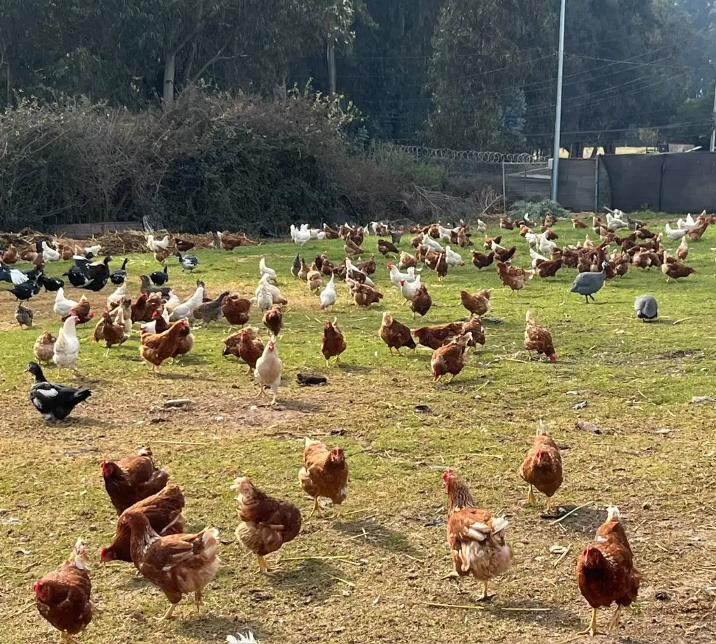 Gallinas-Libre-Pastoreo-Melipilla-HuertoVerde7.webp