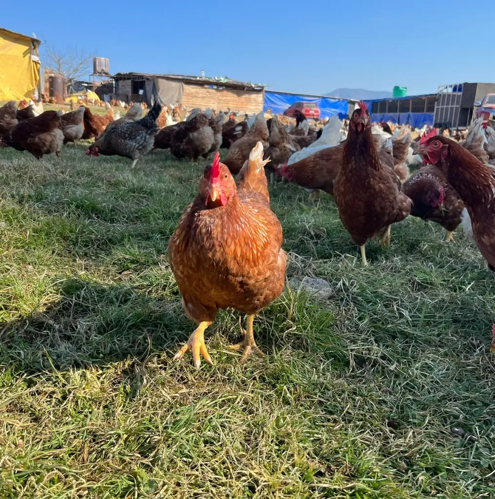 Gallinas-Libre-Pastoreo-Melipilla-HuertoVerde4.webp