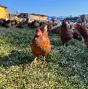 Gallinas-Libre-Pastoreo-Melipilla-HuertoVerde4.webp
