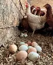 Gallinas-Libre-Pastoreo-Melipilla-HuertoVerde1.webp