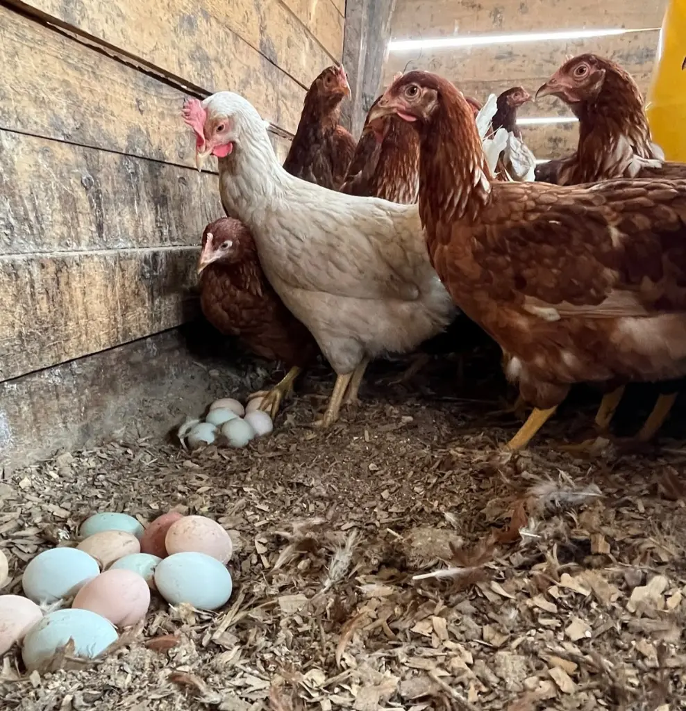 Gallinas-Libre-Pastoreo-Melipilla-HuertoVerde6.webp