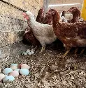 Gallinas-Libre-Pastoreo-Melipilla-HuertoVerde6.webp