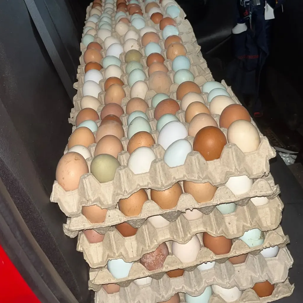 Gallinas-Libre-Pastoreo-Melipilla-HuertoVerde3.webp