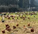 Gallinas-Libre-Pastoreo-Melipilla-HuertoVerde7.webp