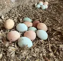 Gallinas-Libre-Pastoreo-Melipilla-HuertoVerde2.webp
