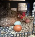 Gallinas-Libre-Pastoreo-Melipilla-HuertoVerde5.webp