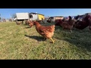 youtube - [Video]