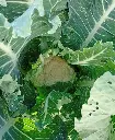 Coliflor3.webp